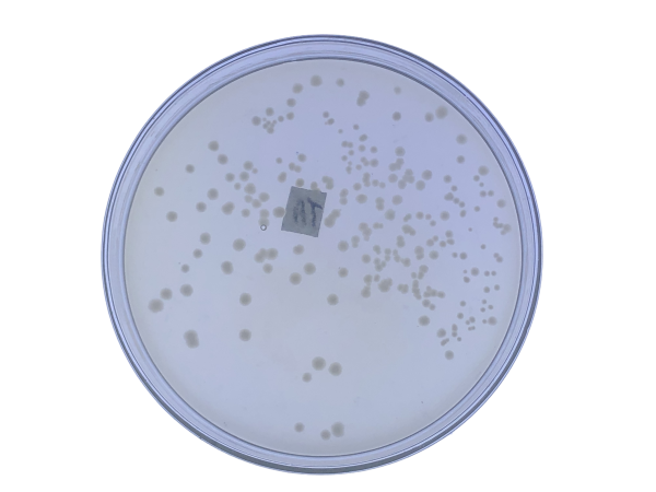 pNUC19 TA TOPO Cloning Kit - 图片 2