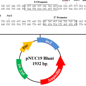 pNUC19 Blunt TOPO Cloning Kit