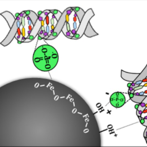 DNA&RNA 纯化磁珠