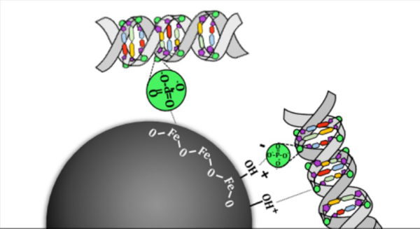 DNA&RNA 纯化磁珠