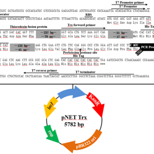 pNET Trx TOPO表达载体