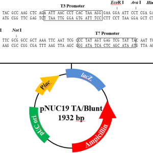 pNUC19 TA/Blunt TOPO Cloning Kit