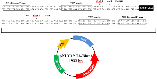 pNUC19 TA/Blunt TOPO Cloning Kit