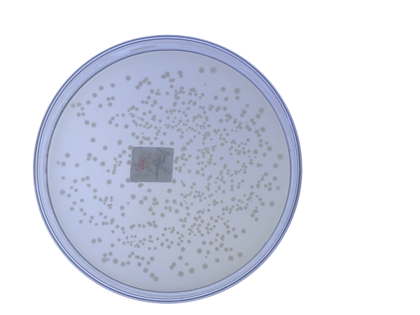 pNUC19 TA/Blunt TOPO Cloning Kit - 图片 2