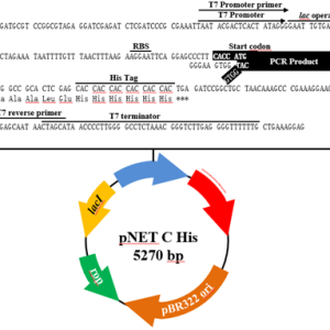 pNET C His TOPO表达载体