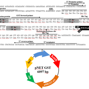 pNET GST TOPO表达载体