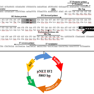pNET IF2 TOPO表达载体