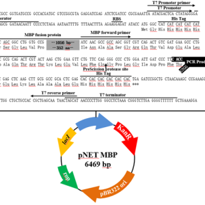 pNET MBP TOPO表达载体
