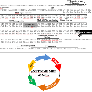 pNET MalE MBP TOPO表达载体