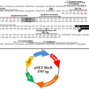 pNET MsyB TOPO表达载体