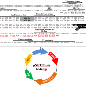 pNET NusA TOPO表达载体