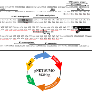 pNET SUMO TOPO表达载体