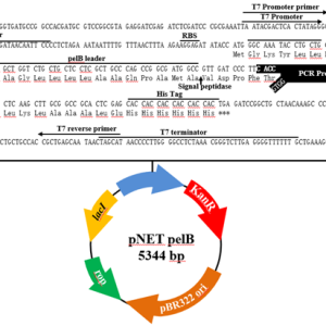 pNET pelB TOPO表达载体
