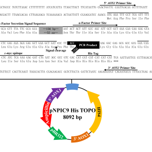 pNPIC9 EasySelect TOPO表达载体