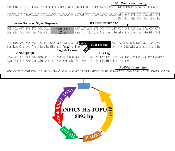 pNPIC9 EasySelect TOPO表达载体