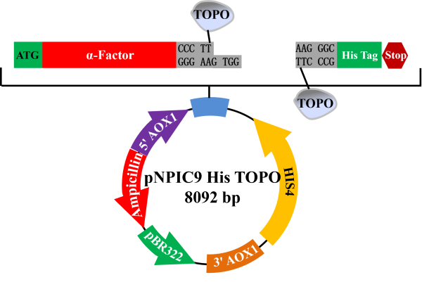 pNPIC9 EasySelect TOPO表达载体 - 图片 2