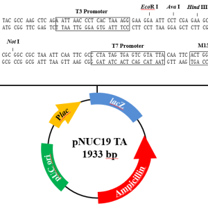 pNUC19 TA TOPO Cloning Kit
