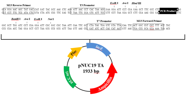 pNUC19 TA TOPO Cloning Kit