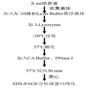 冻融法大肠杆菌蛋白提取试剂盒