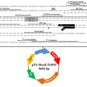 pTS MsyB TOPO表达载体