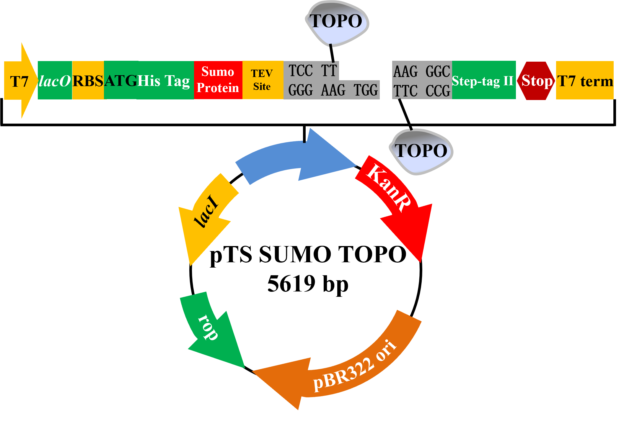 pTS SUMO TOPO表达载体 - 图片 2
