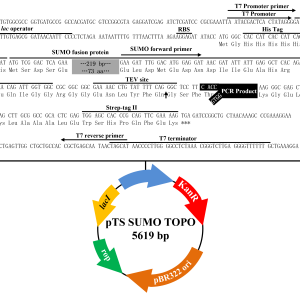 pTS SUMO TOPO表达载体