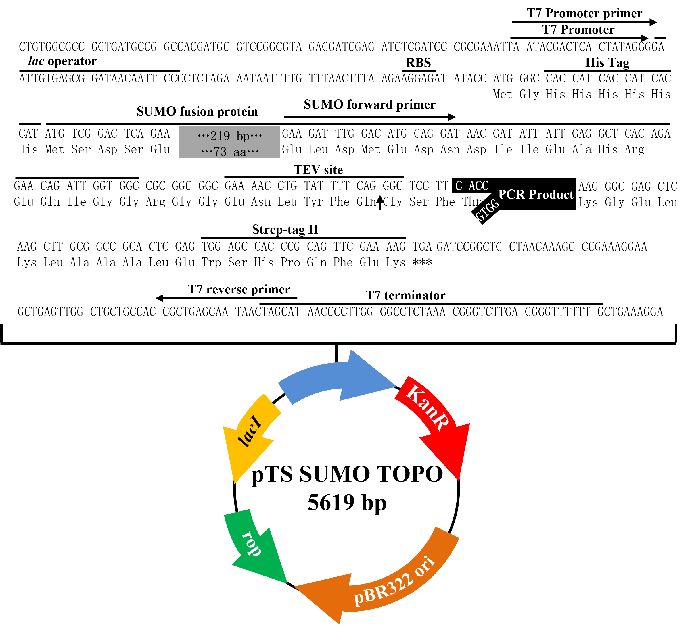 pTS SUMO TOPO表达载体